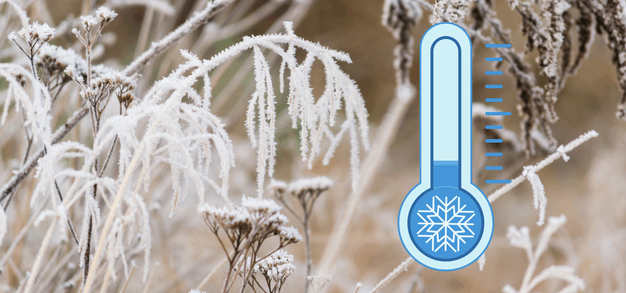 escarcha en ola polar